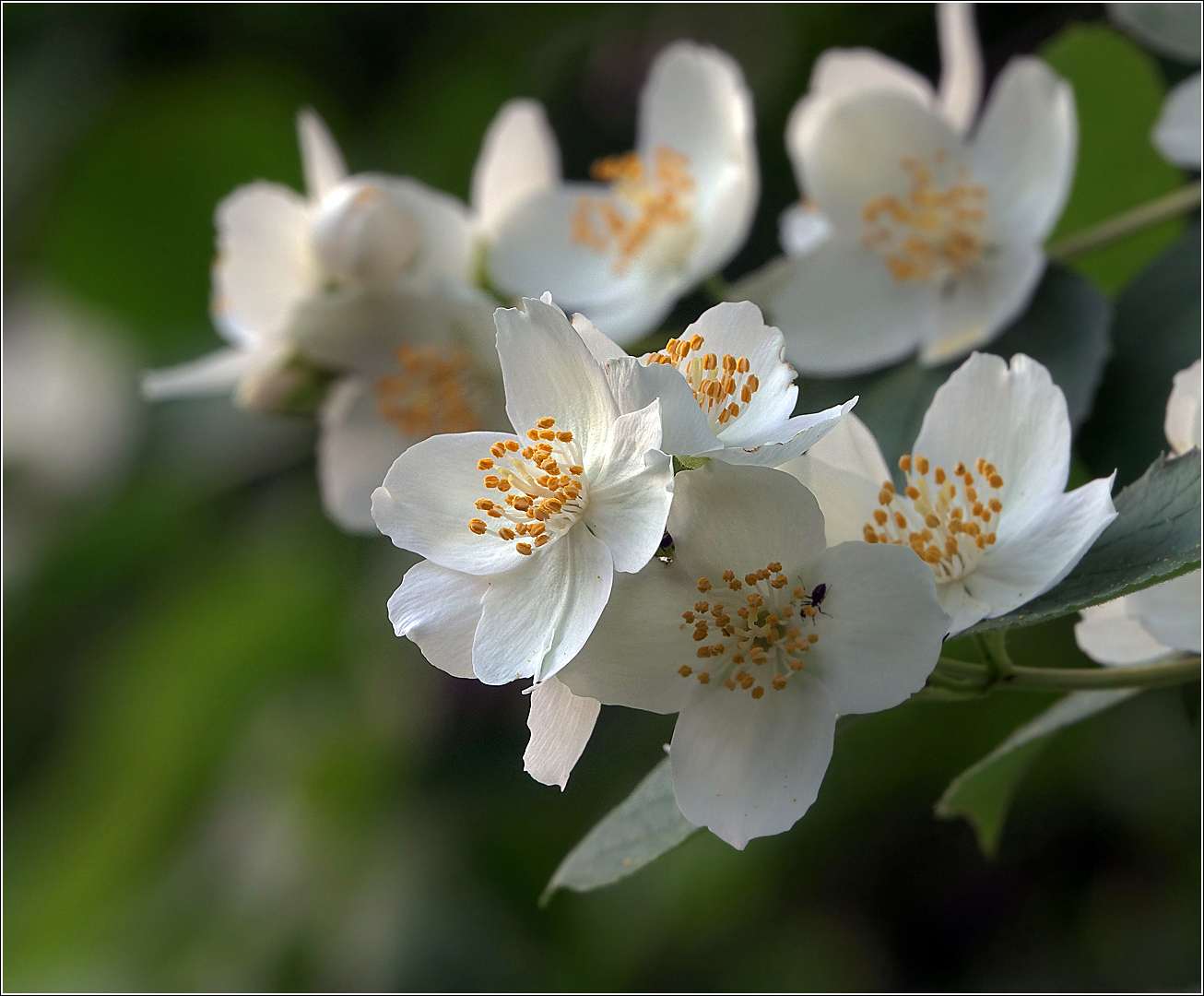 Image of Philadelphus pubescens specimen.