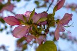 Bauhinia variegata