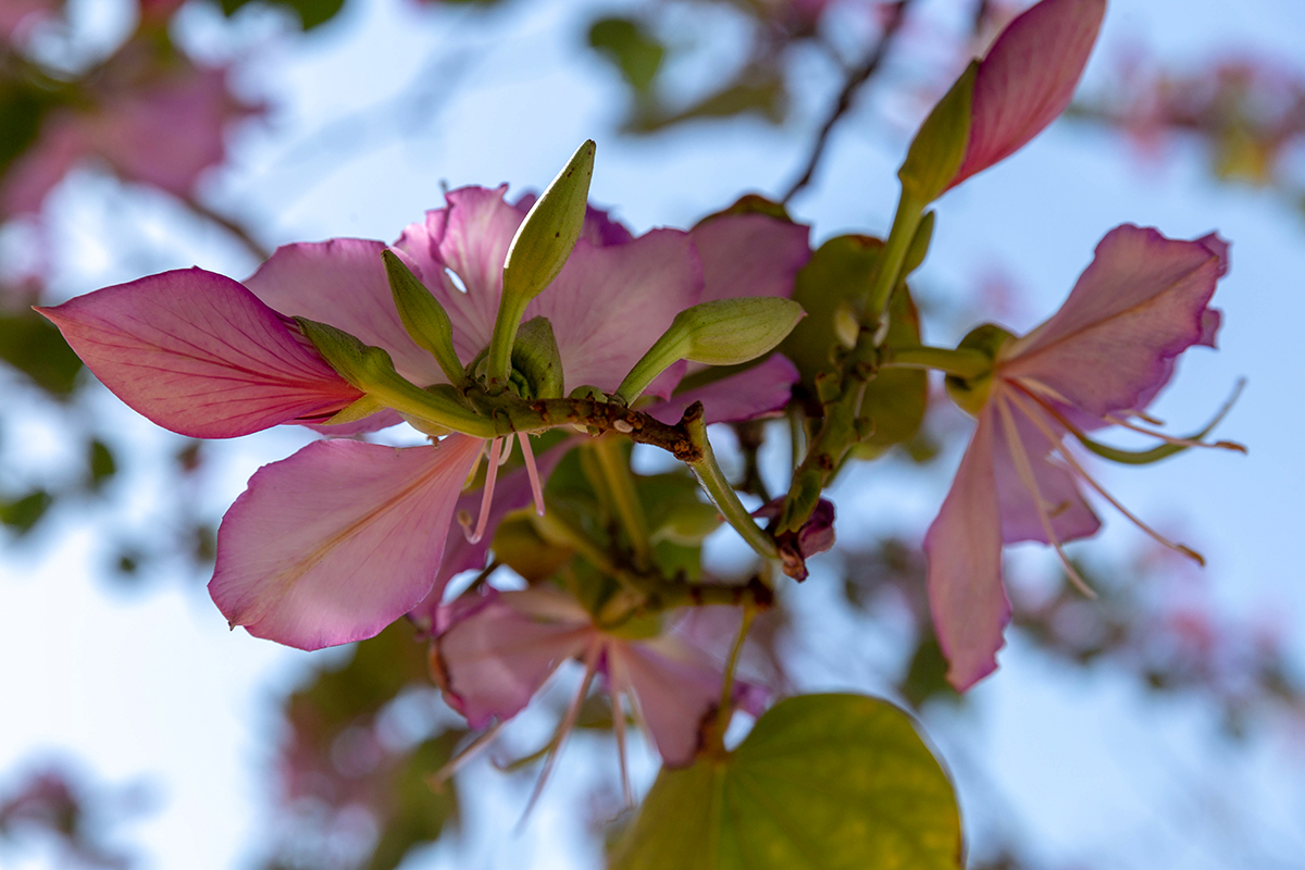 Изображение особи Bauhinia variegata.