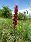 Echium russicum. Верхушка цветущего растения в сообществе цветущих Salvia nutans, Linum czernjajevii и зацветающего Filipendula vulgaris. Ростовская обл., Октябрьский р-н, долина р. Аюта, берег пруда Терновый Яр, степной склон. 23.05.2021.