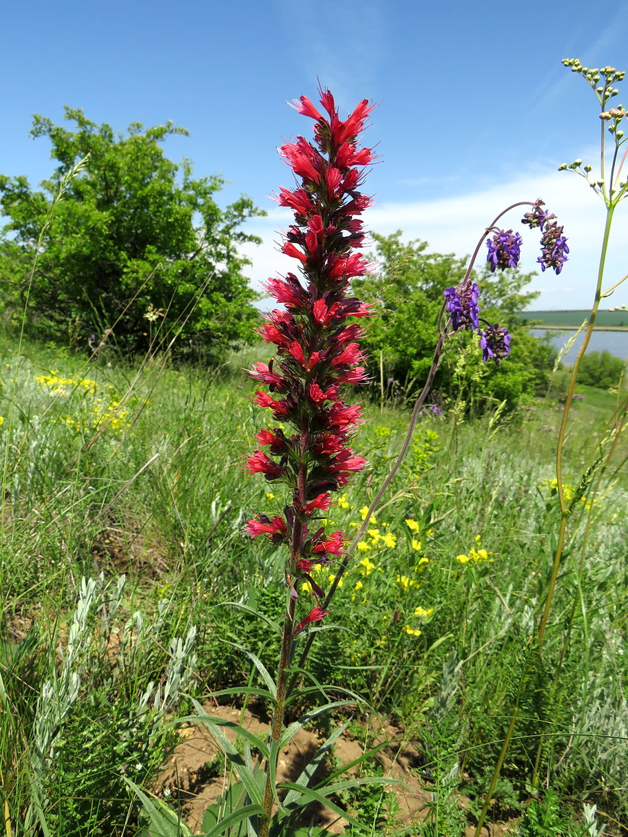 Image of Echium russicum specimen.