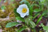 Dryas caucasica