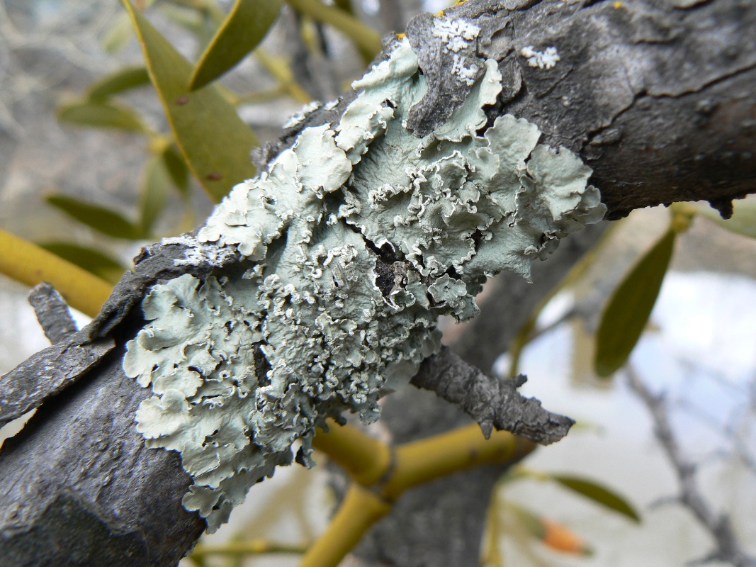 Image of Flavoparmelia caperata specimen.