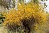 Vachellia farnesiana. Цветущее дерево. Израиль, г. Иерусалим, ботанический сад университета. 01.05.2019.