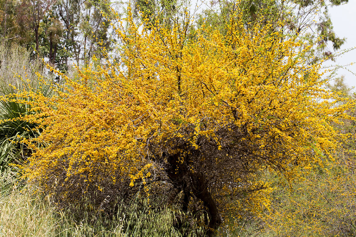 Image of Vachellia farnesiana specimen.