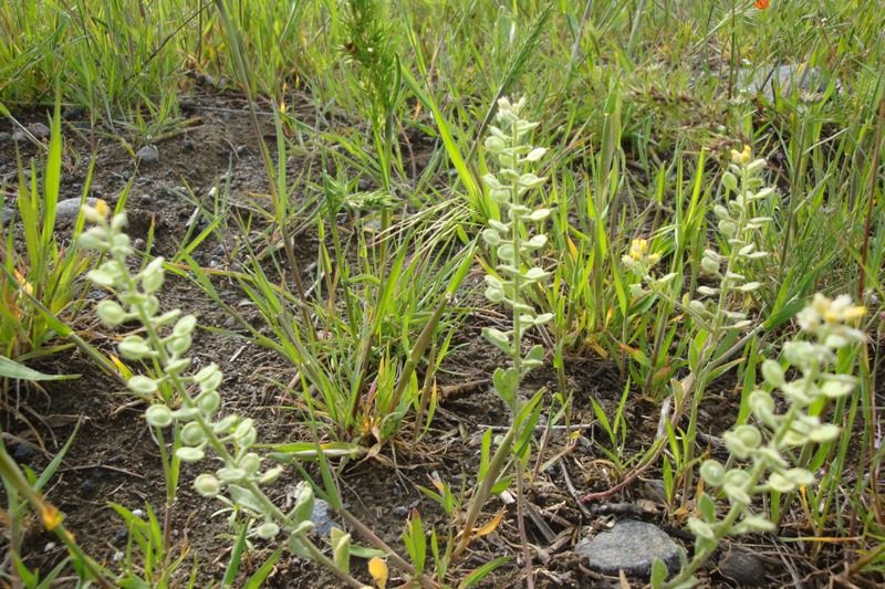 Image of Alyssum turkestanicum var. desertorum specimen.