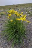 Tragopogon filifolius. Цветущее растение. Республика Северная Осетия-Алания, Ирафский р-н, Большой Кавказ, правый склон долины безымянного левого притока р. Сардидон, стекающего с пер. Гуларвцек, ≈ 2850 м н.у.м., щебенистый склон. 07.07.2021.