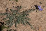 Linum austriacum