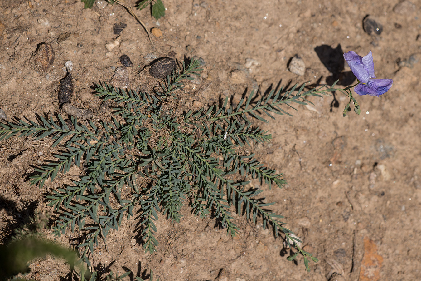 Image of Linum austriacum specimen.