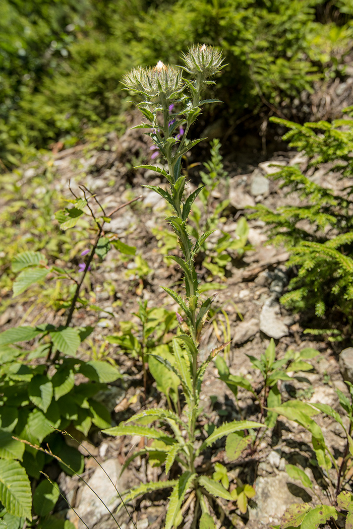 Image of Carlina vulgaris specimen.