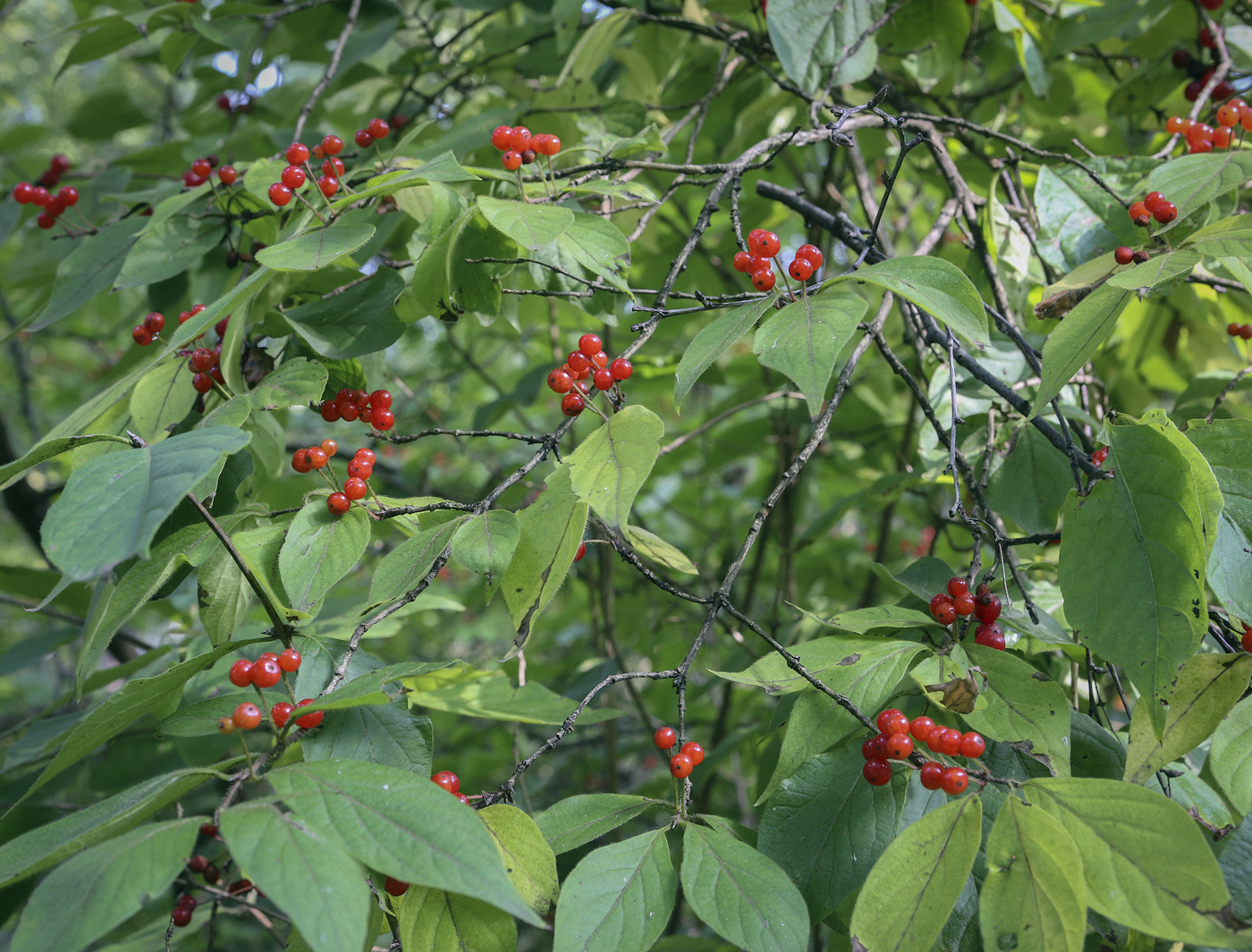 Изображение особи Lonicera chrysantha.