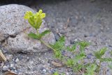 Scutellaria raddeana