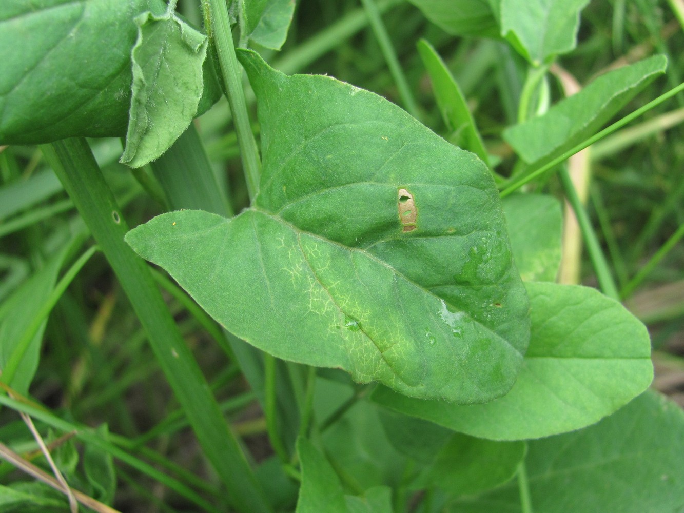 Изображение особи Convolvulus arvensis.