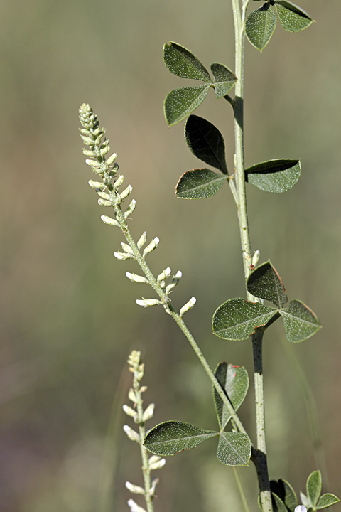 Изображение особи Meristotropis triphylla.