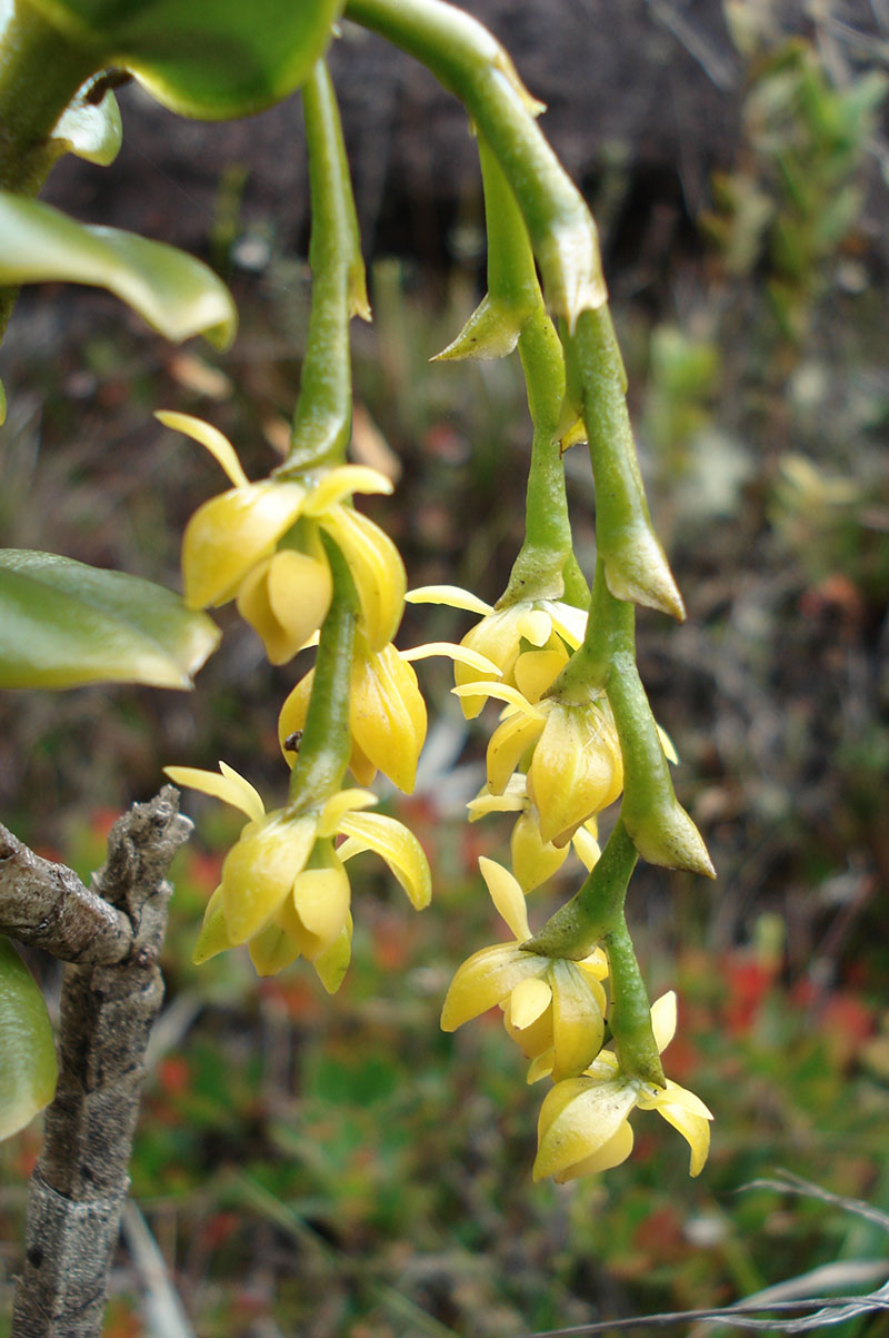 Изображение особи Epidendrum ulei.