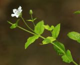 Pseudostellaria davidii