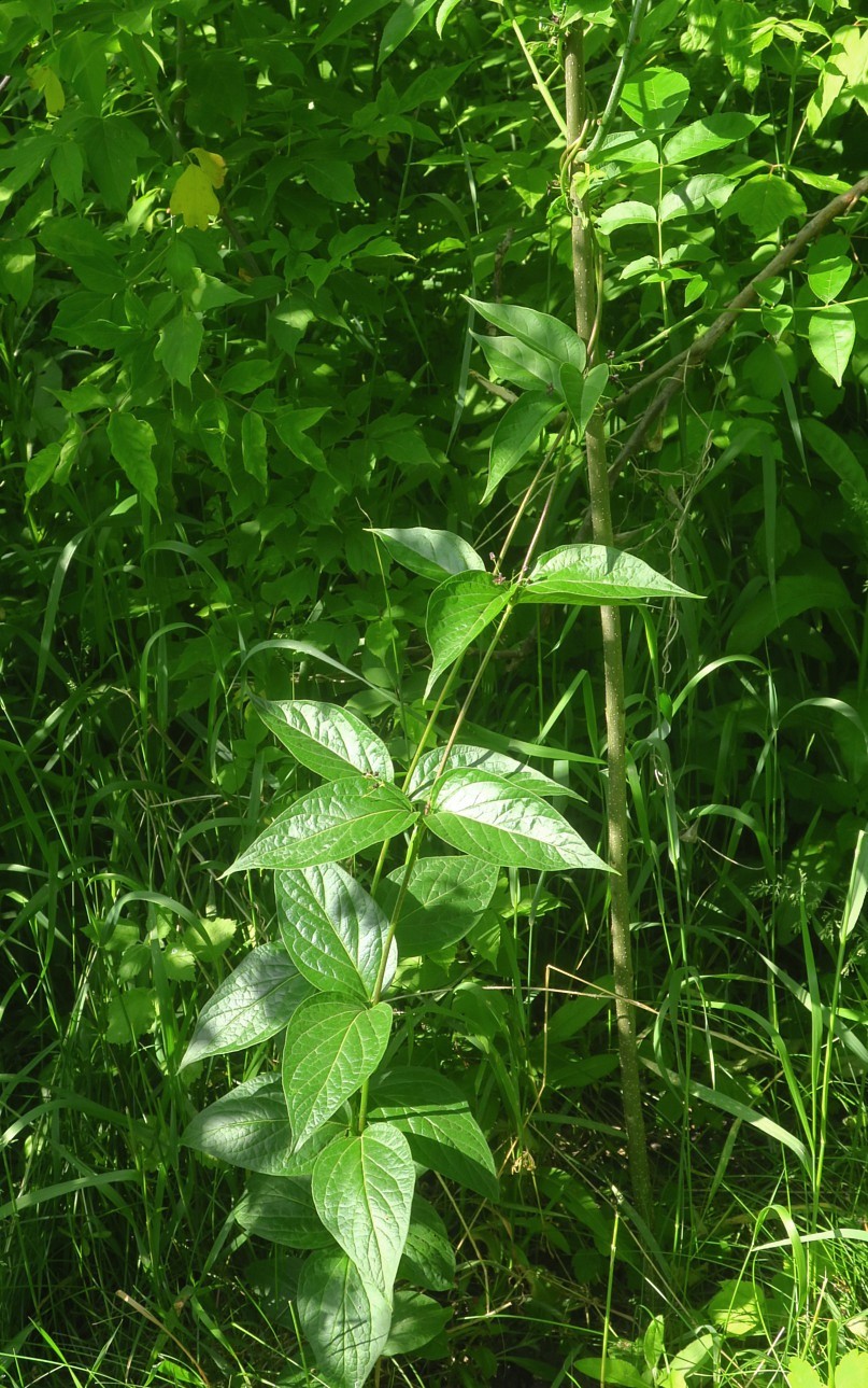 Image of Vincetoxicum scandens specimen.