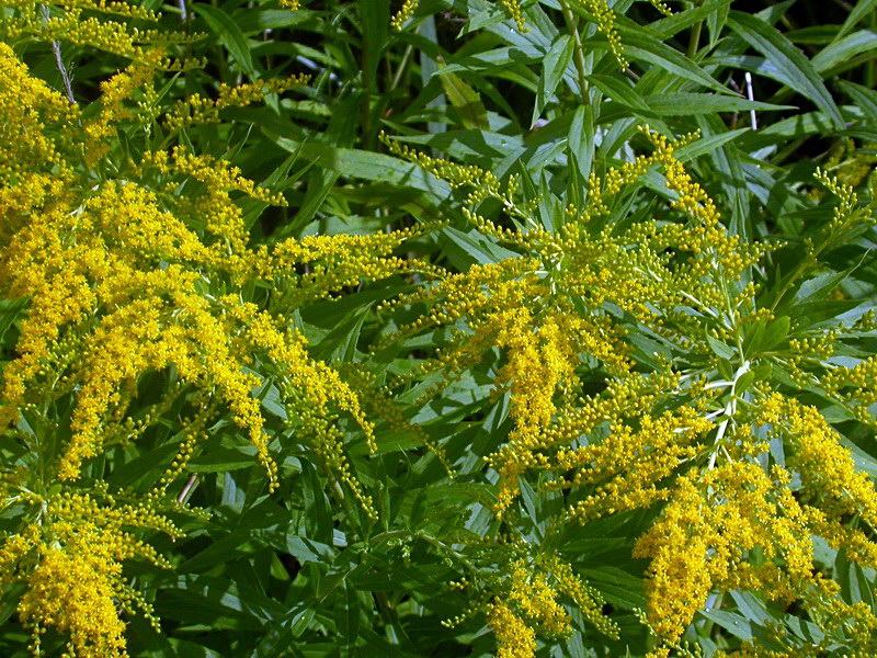 Image of Solidago canadensis specimen.