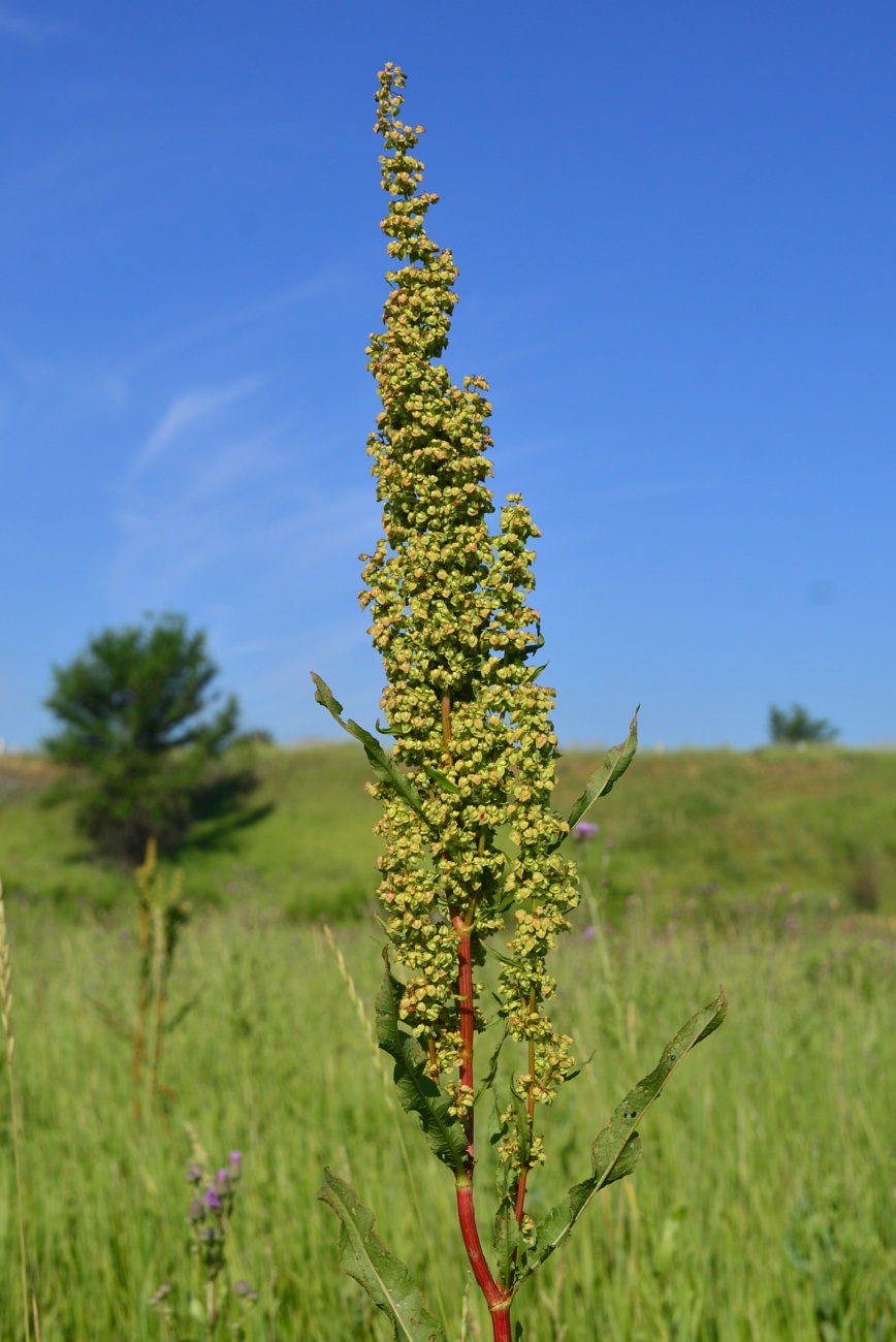 Изображение особи Rumex crispus.