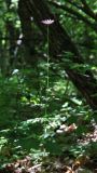 Pyrethrum coccineum. Цветущее растение. Дагестан, Карабудахкентский р-н, окр. с. Губден, дубовый лес. 2 июня 2022 г.
