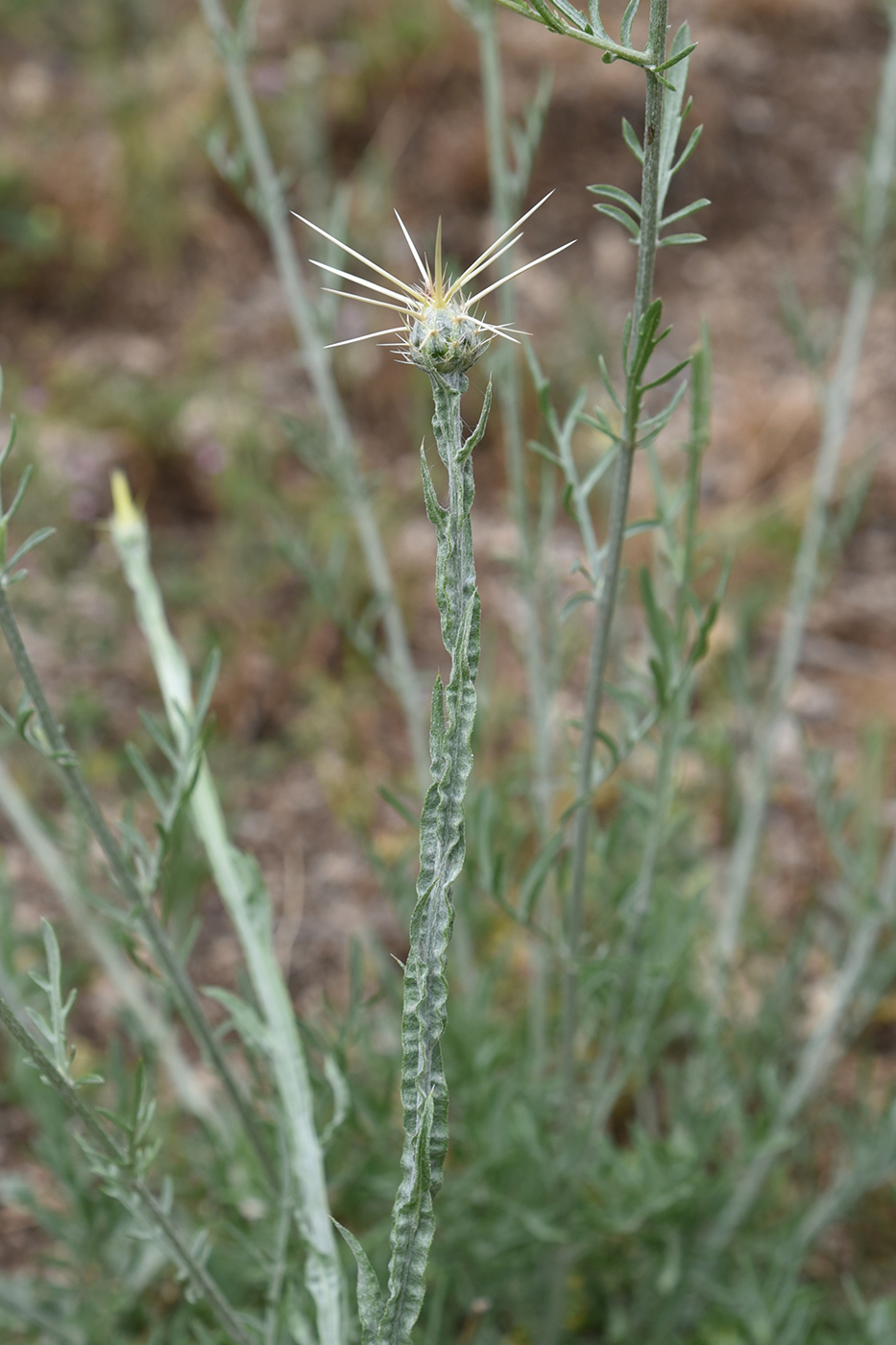 Image of Centaurea solstitialis specimen.