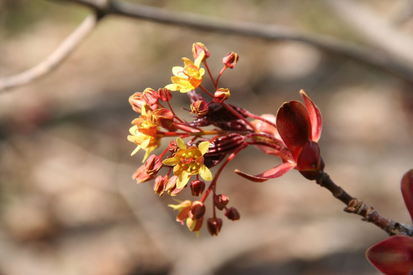 Image of Acer platanoides specimen.