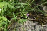 Geranium sibiricum. Верхушка побега с соцветиями. Республика Ингушетия, Джейрахский р-н, заброшенное селение Эгикхал, луг рядом с башнями. 22 июня 2022 г.