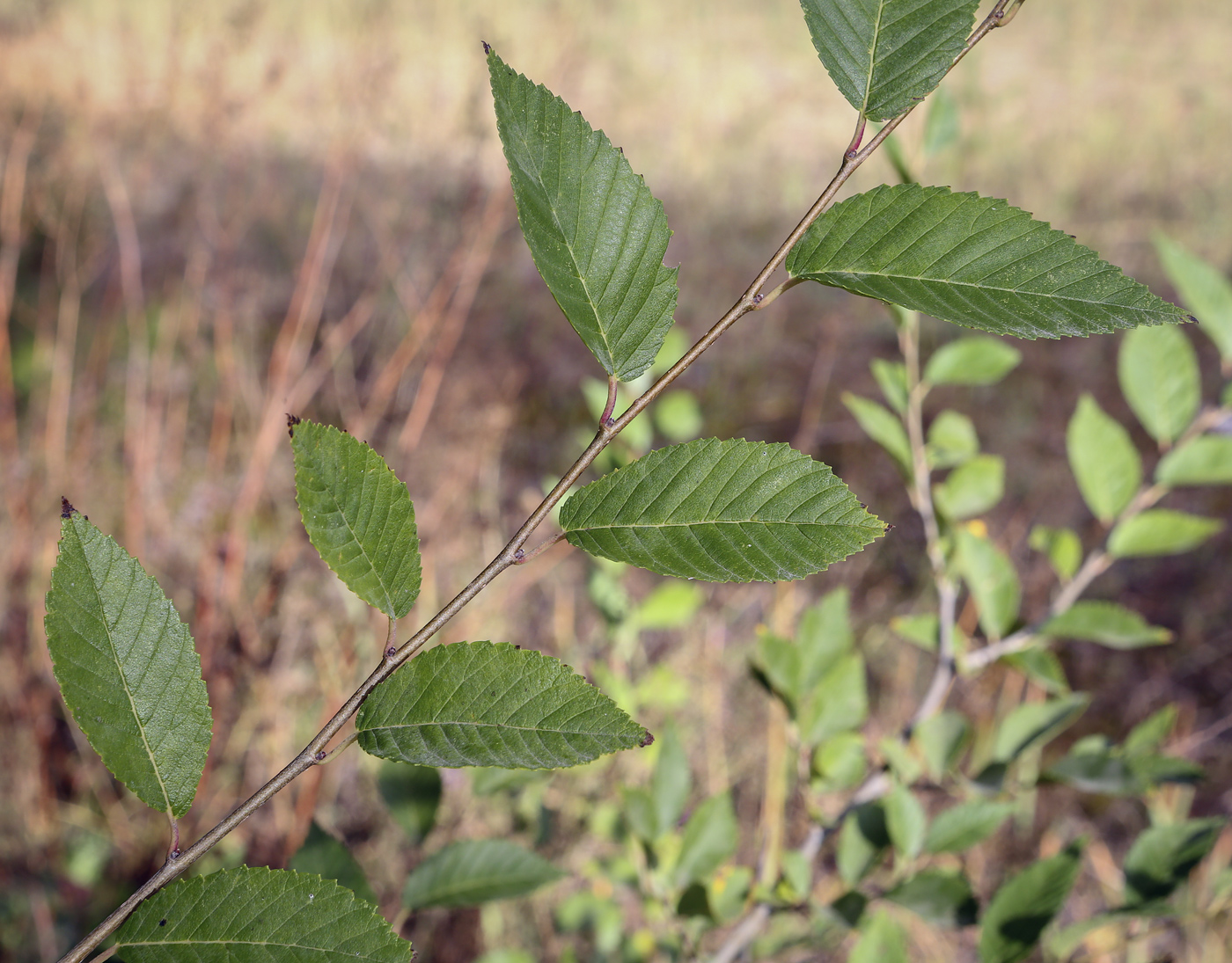 Image of Ulmus pumila specimen.