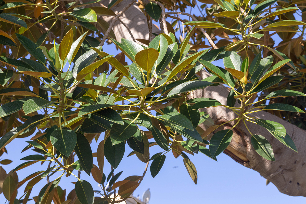 Image of Ficus rubiginosa specimen.