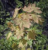 Acer platanoides. Крона молодого деревца. Пермский край, Кунгурский р-н, правый берег р. Сылва, ур. Камень Ермак, обочина грунтовой дороги. 04.06.2022.