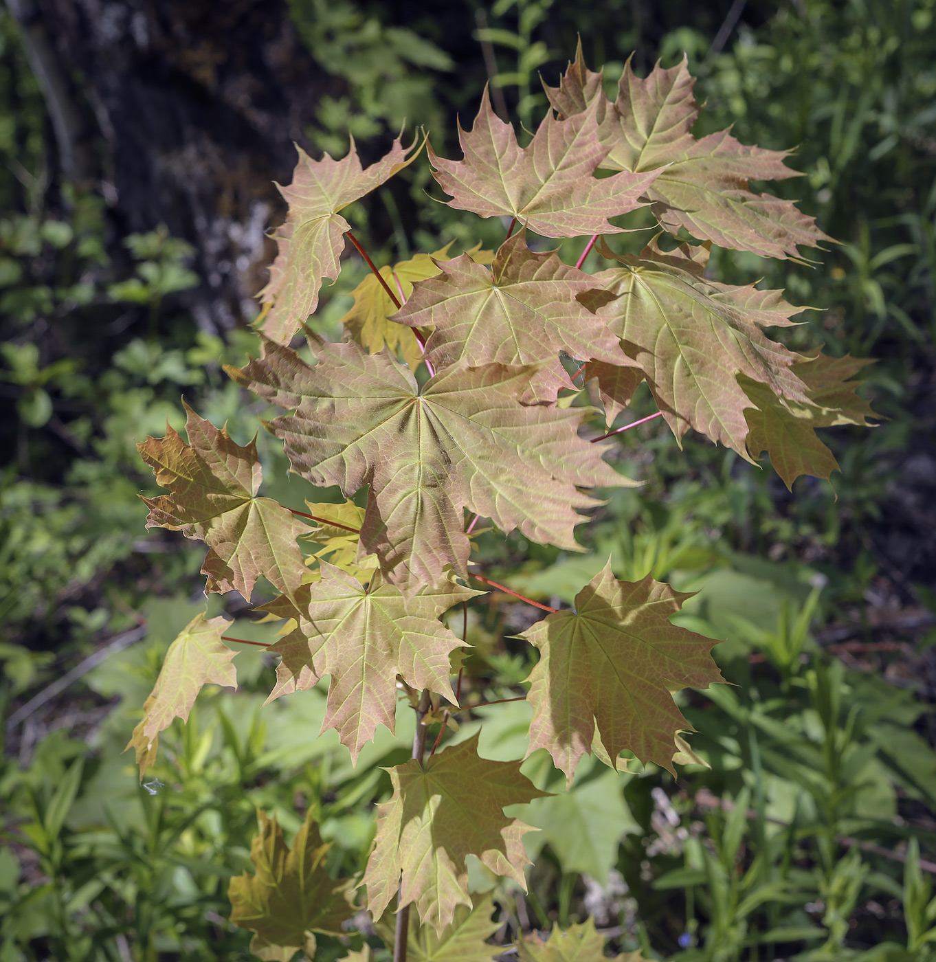 Изображение особи Acer platanoides.