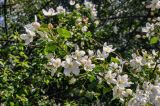 Malus prunifolia. Верхушка ветви с соцветиями. Московская обл., окр. г. Железнодорожный, в культуре. 16.05.2021.