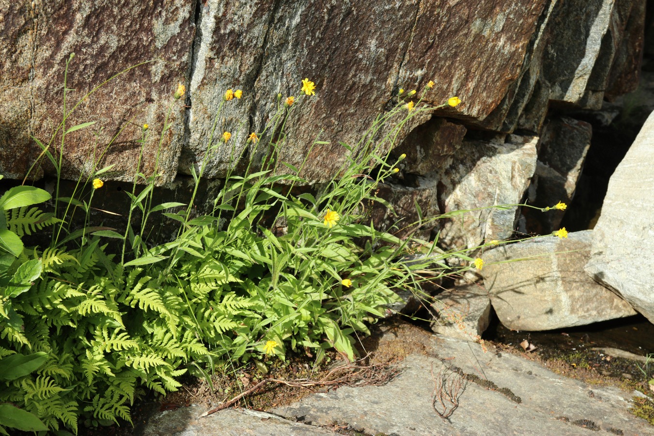 Изображение особи Hieracium cruentiferum.