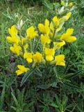 Thermopsis mongolica