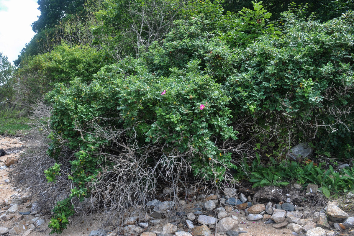 Image of Rosa rugosa specimen.