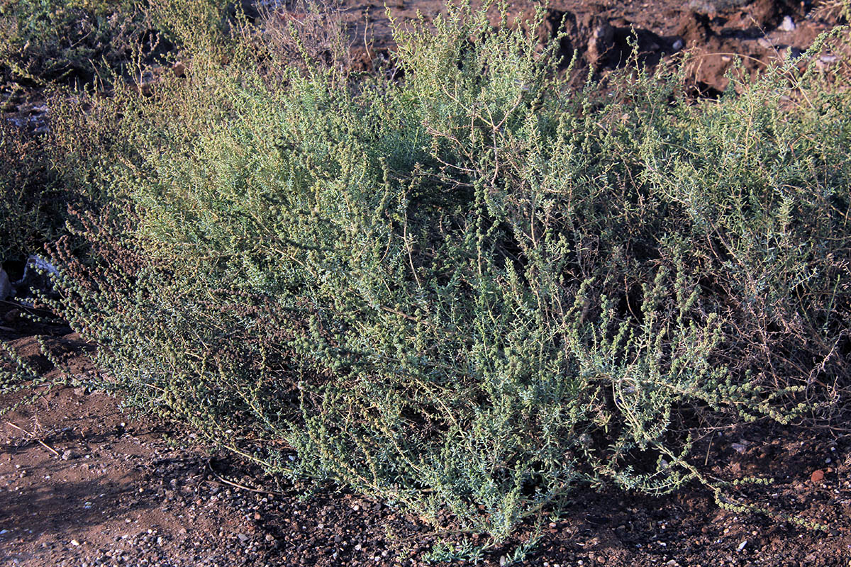 Image of Suaeda fruticosa specimen.