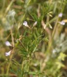 Vicia tetrasperma