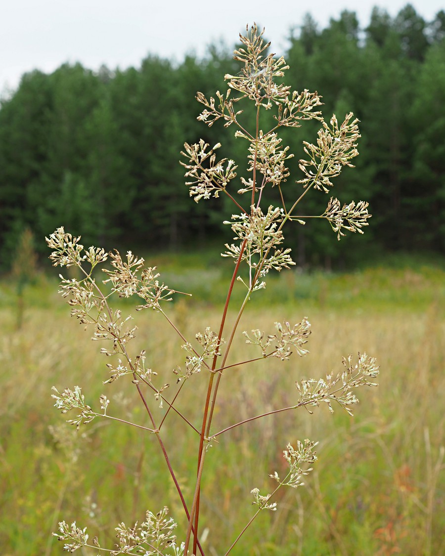 Image of Silene wolgensis specimen.