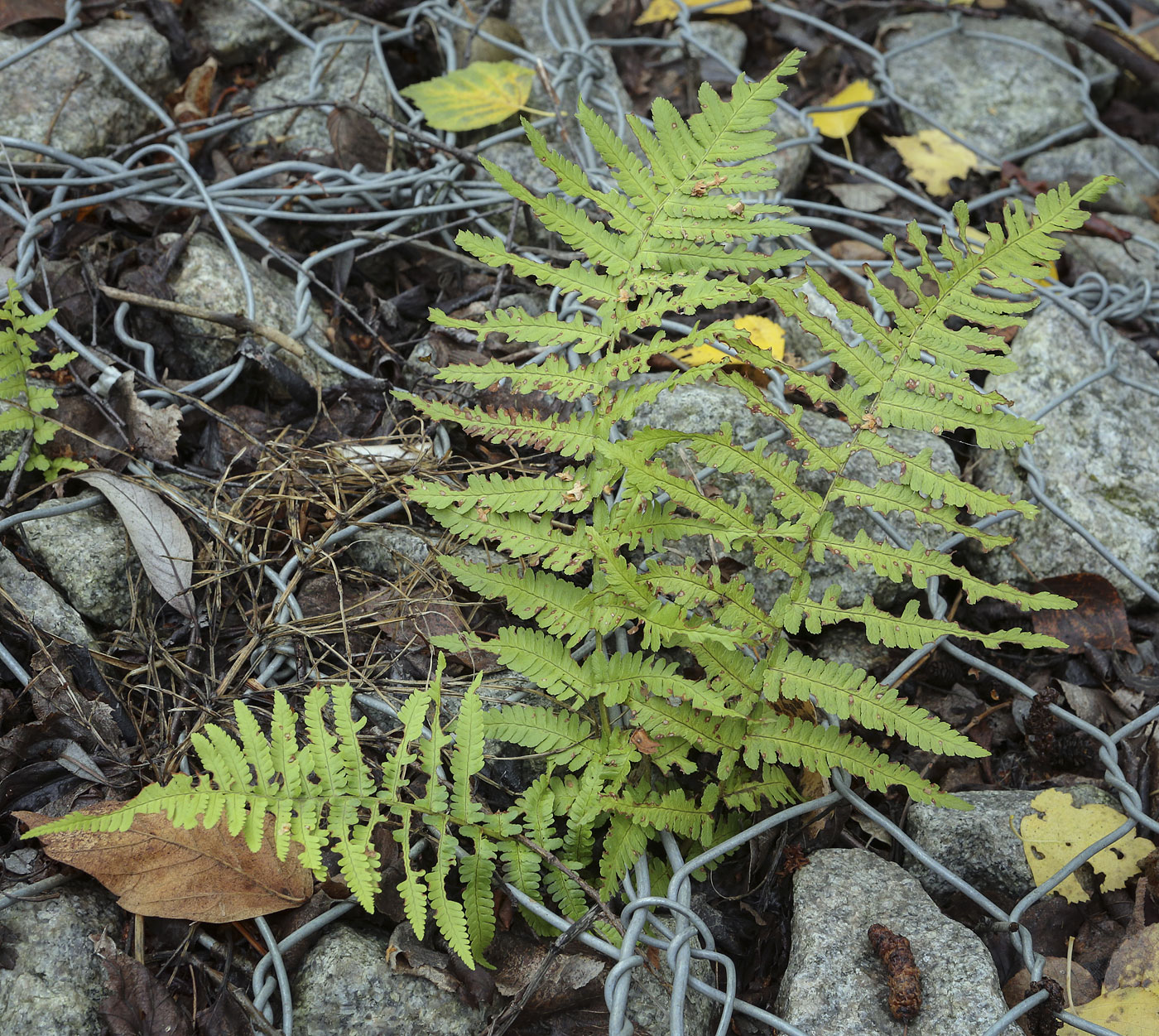 Image of Dryopteris filix-mas specimen.
