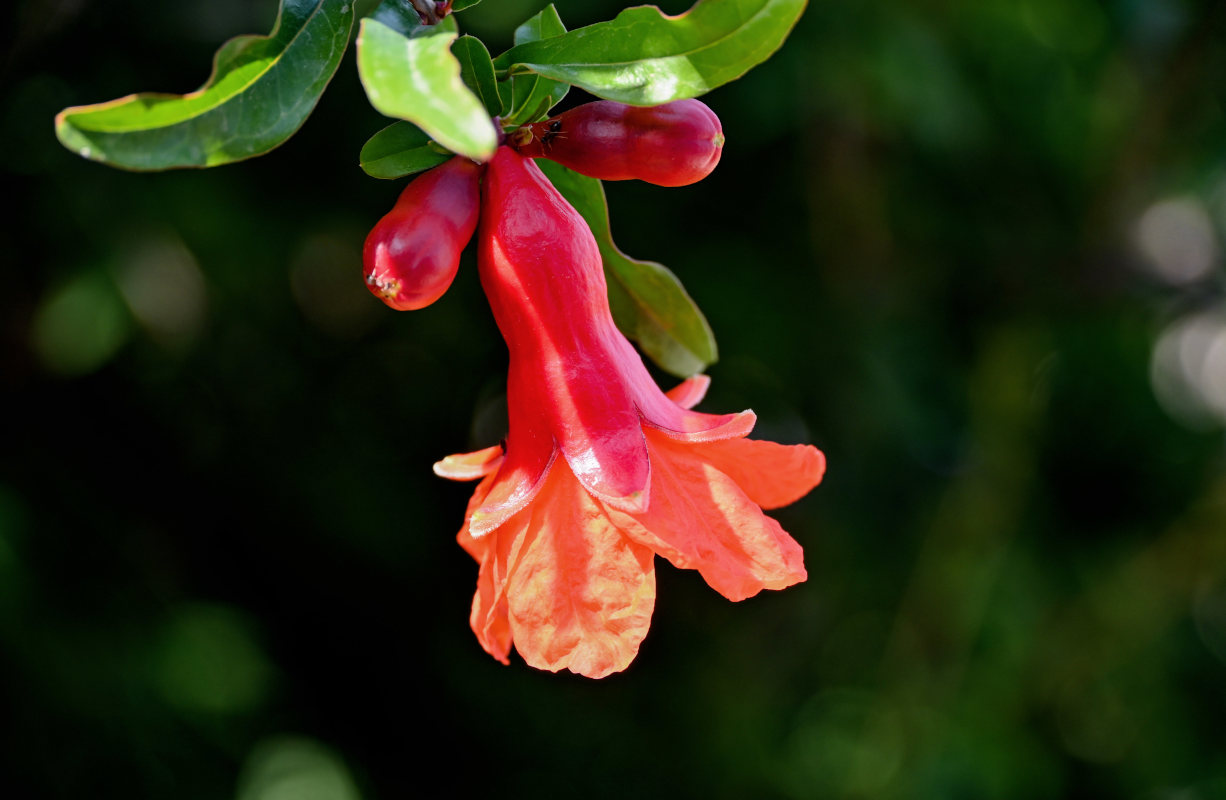 Image of Punica granatum specimen.