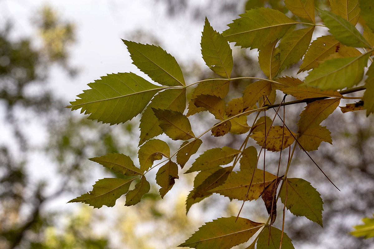 Image of Fraxinus syriaca specimen.