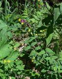 Lathyrus pisiformis