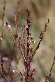 Leptorhabdos parviflora