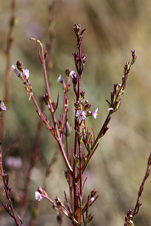 Image of Leptorhabdos parviflora specimen.