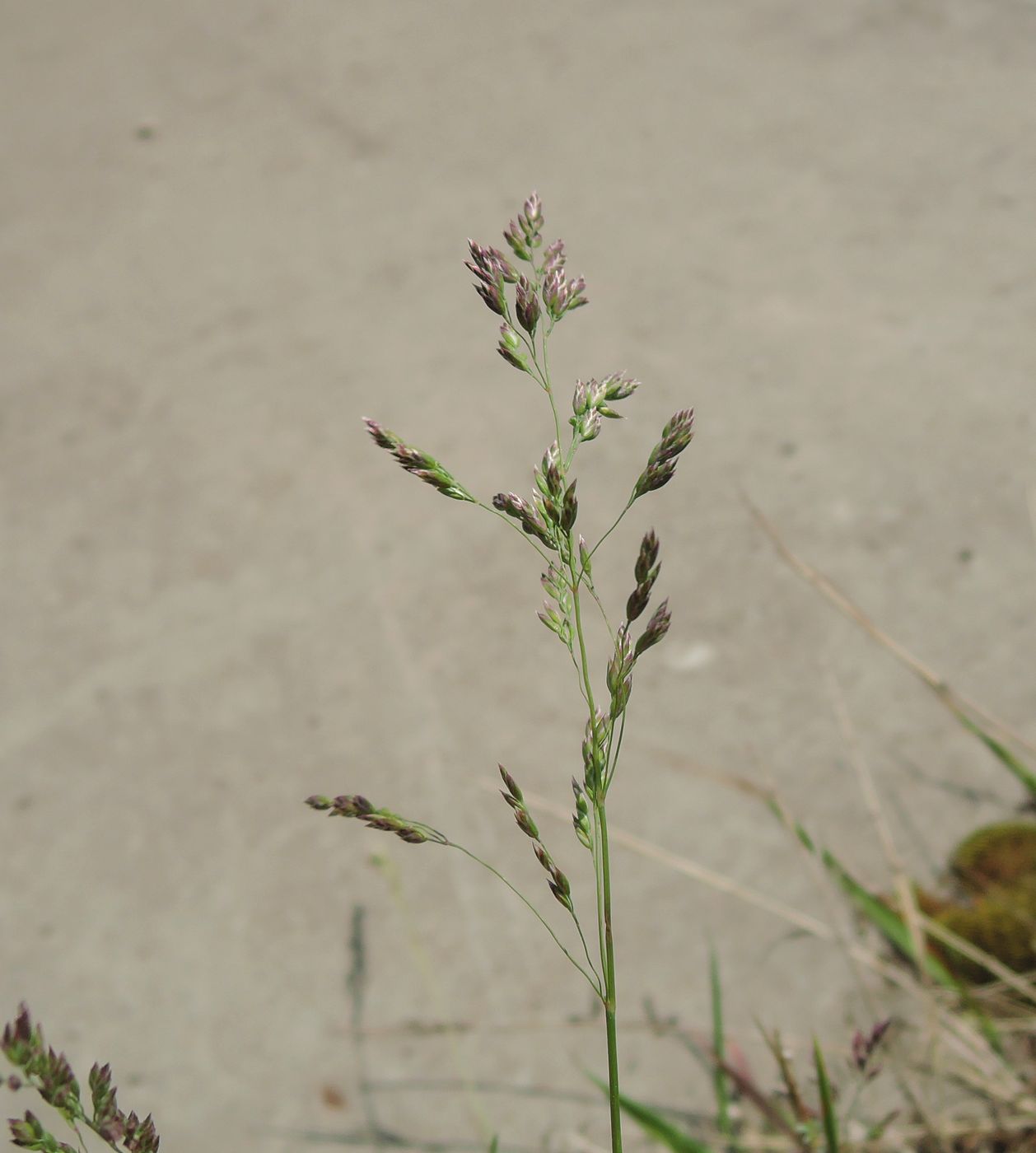 Изображение особи Poa pratensis.