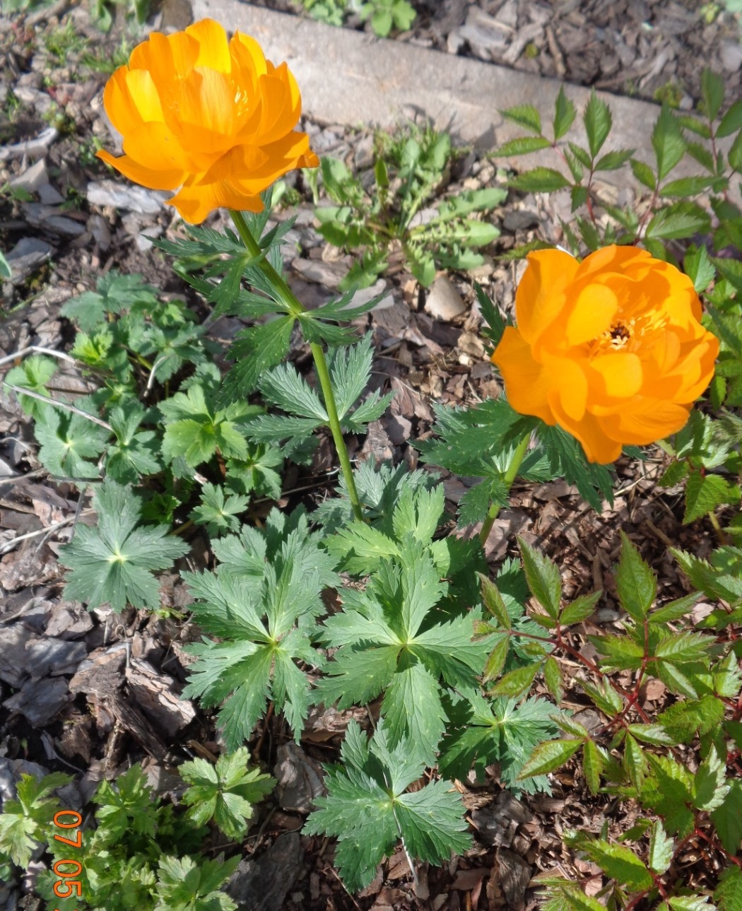 Изображение особи Trollius altaicus.