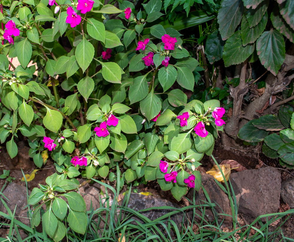 Изображение особи Impatiens walleriana.