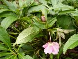 Helleborus abchasicus