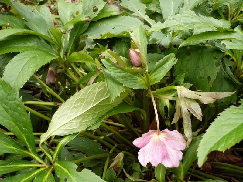 Image of Helleborus abchasicus specimen.