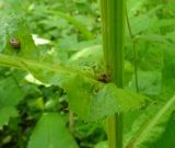 Cirsium heterophyllum